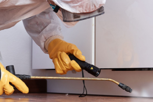 Messie Schädlingsbekämpfung Schorndorf